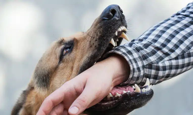 The new era for New York dog bite claims